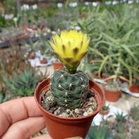 Gymnocalycium andreae P 213