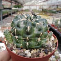 Gymnocalycium andreae P 213