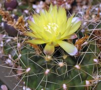 Gymnocalycium andreae P 213