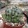 Gymnocalycium andreae P 213