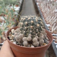 Gymnocalycium andreae f. doppianum