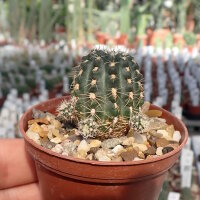 Gymnocalycium andreae f. doppianum