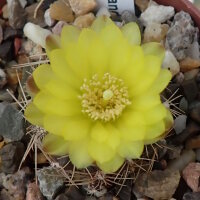 Gymnocalycium andreae f. doppianum