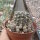 Gymnocalycium andreae f. doppianum