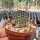 Gymnocalycium andreae f. doppianum