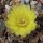Gymnocalycium andreae f. doppianum