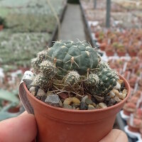 Gymnocalycium andreae v. longispinum WR 108