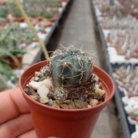 Gymnocalycium andreae v. longispinum WR 108