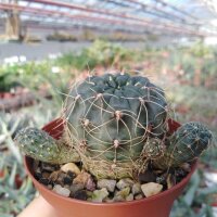 Gymnocalycium andreae v. longispinum WR 108