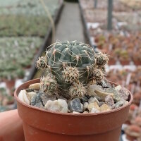 Gymnocalycium andreae v. longispinum WR 108