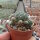 Gymnocalycium andreae v. longispinum WR 108