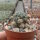 Gymnocalycium andreae v. longispinum WR 108