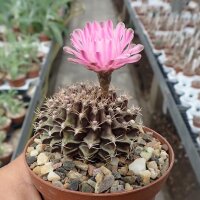 Gymnocalycium anisitsii cv. cristata