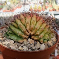 Gymnocalycium anisitsii cv. cristata