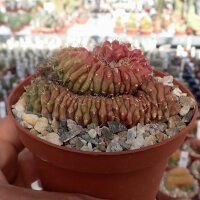Gymnocalycium anisitsii cv. cristata