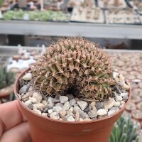 Gymnocalycium anisitsii cv. cristata