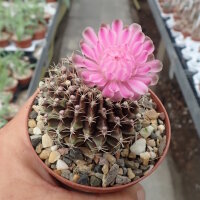 Gymnocalycium anisitsii cv. cristata