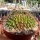 Gymnocalycium anisitsii cv. cristata
