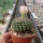 Gymnocalycium anisitsii cv. cristata