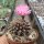 Gymnocalycium anisitsii cv. cristata