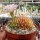 Gymnocalycium anisitsii cv. cristata