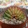 Gymnocalycium anisitsii cv. cristata