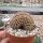 Gymnocalycium anisitsii cv. cristata