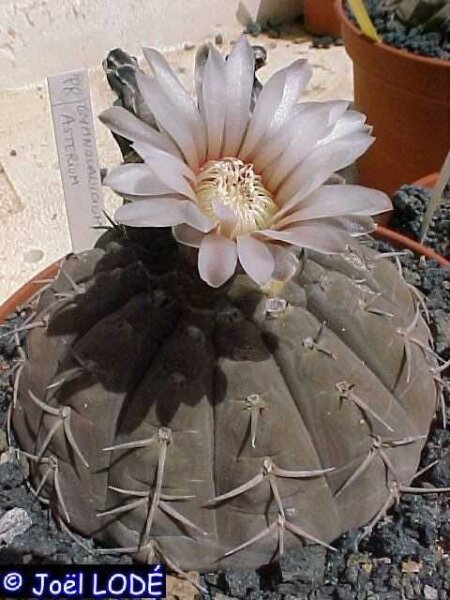 Gymnocalycium asterium