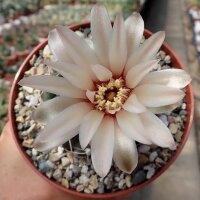 Gymnocalycium capillaense