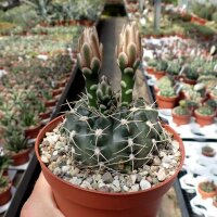 Gymnocalycium capillaense