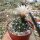 Gymnocalycium capillaense