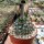 Gymnocalycium capillaense