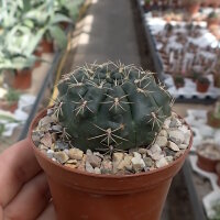 Gymnocalycium baldianum