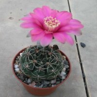Gymnocalycium baldianum