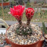 Gymnocalycium baldianum