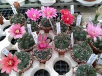 Gymnocalycium baldianum