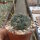 Gymnocalycium baldianum