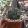 Gymnocalycium baldianum