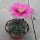 Gymnocalycium baldianum