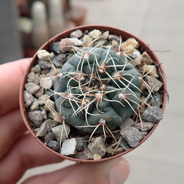 Gymnocalycium baldianum VOS 10-844