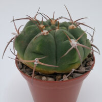 Gymnocalycium bayrianum
