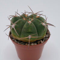 Gymnocalycium bayrianum