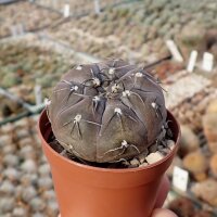 Gymnocalycium berchtii