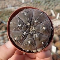 Gymnocalycium berchtii