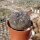Gymnocalycium berchtii