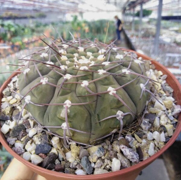 Gymnocalycium bodenbenderianum Brea Pozo, Santiago del Estero, Argentinien