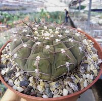 Gymnocalycium bodenbenderianum Brea Pozo, Santiago del...