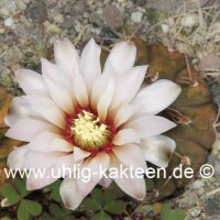 Gymnocalycium bodenbenderianum Brea Pozo, Santiago del...