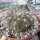 Gymnocalycium bodenbenderianum Brea Pozo, Santiago del Estero, Argentinien