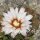 Gymnocalycium bodenbenderianum Brea Pozo, Santiago del Estero, Argentinien